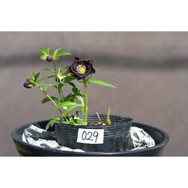 クリスマスローズ開花株 DDダークレッドブロッチ 029 現品限り : 金井