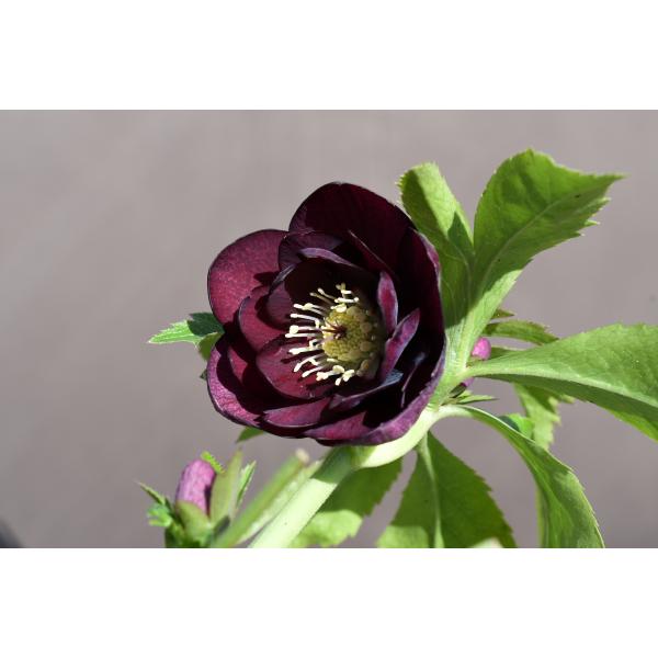 クリスマスローズ開花株 DD紅白系ディープレッド 033 現品限り : 金井