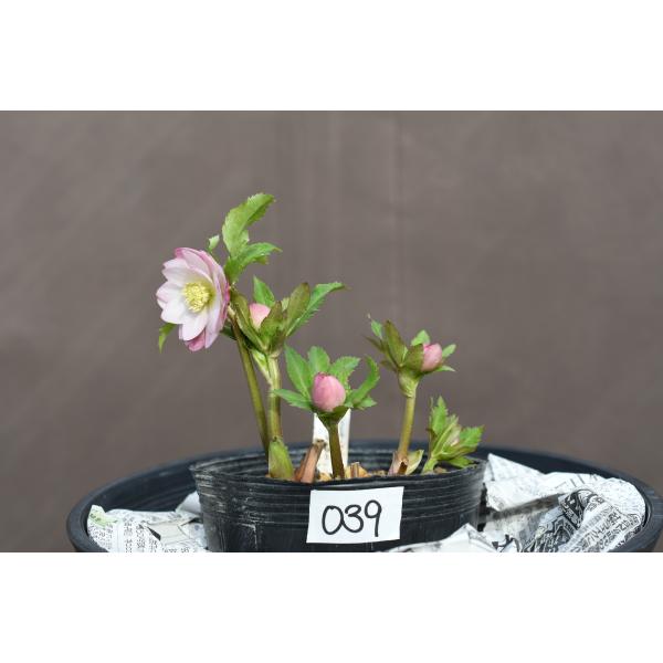 クリスマスローズ開花株 DDさくらピンク 039 現品限り : 金井園芸