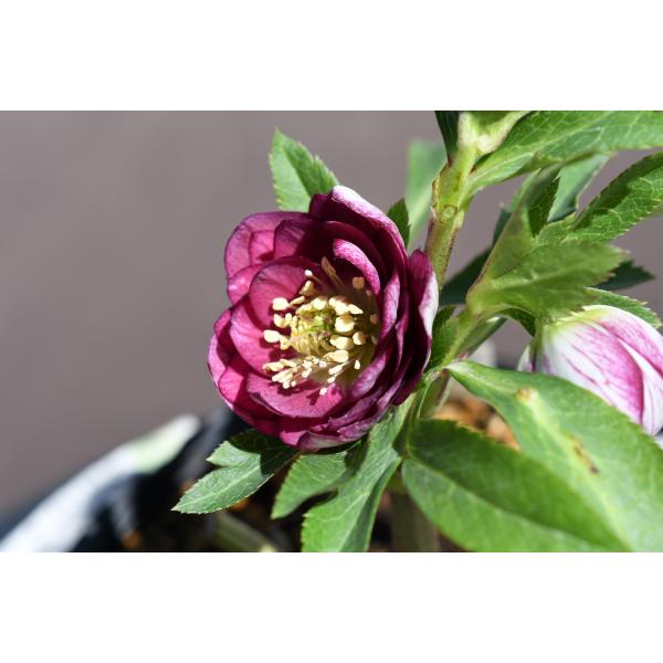 クリスマスローズ開花株 DDリバーシブルレッド 041 現品限り : 金井