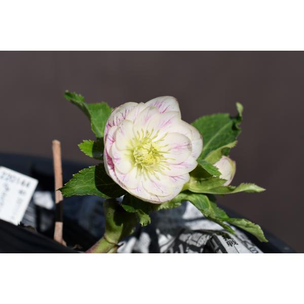 クリスマスローズ開花株 DDソフトプリマヴェーラ 044 現品限り : 金井