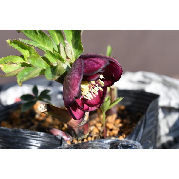 クリスマスローズ開花株 DDグロッシーカラー☆カップ咲きグロスレッド