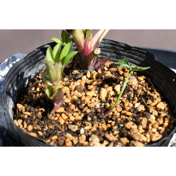 クリスマスローズ 開花実績株 DDレッド クリスマスローズ開花株 DDグロッシーカラー☆カップ咲きグロスレッド