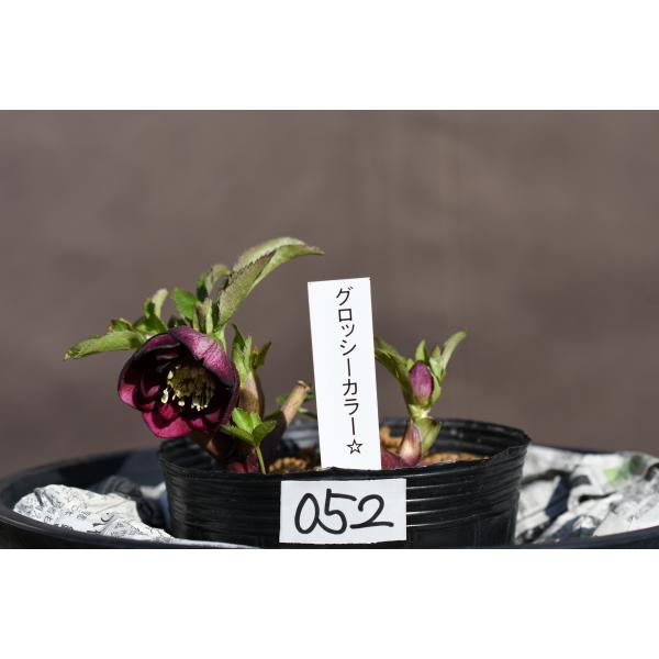 クリスマスローズ 開花実績株 DDレッド クリスマスローズ開花株 DDグロッシーカラー☆カップ咲きグロスレッド