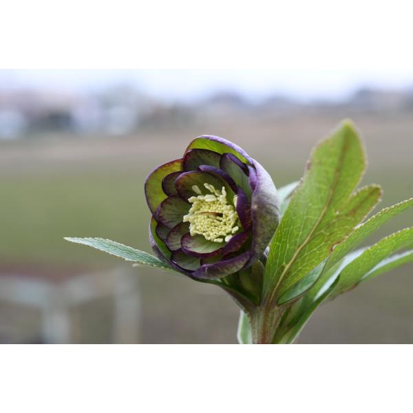 クリスマスローズ開花株 DDWildCollectionグリーングレープピコティ