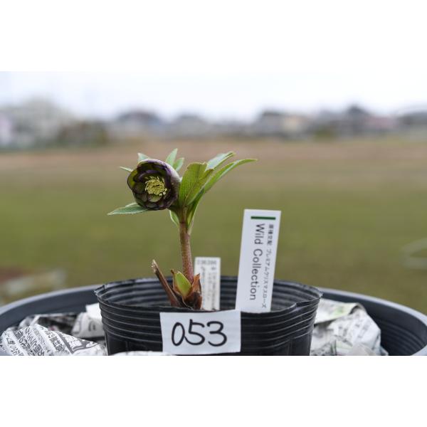 クリスマスローズ開花株 DDWildCollectionグリーングレープピコティ