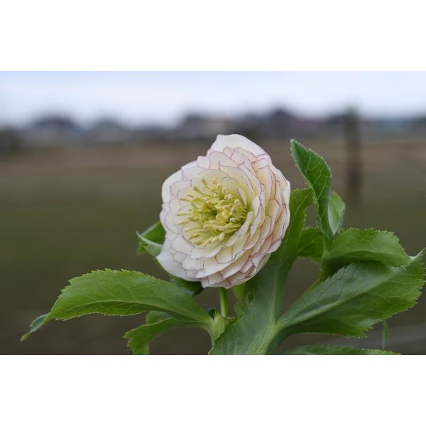 クリスマスローズ開花株 DD多弁咲きホワイトピコティ 057 現品限り