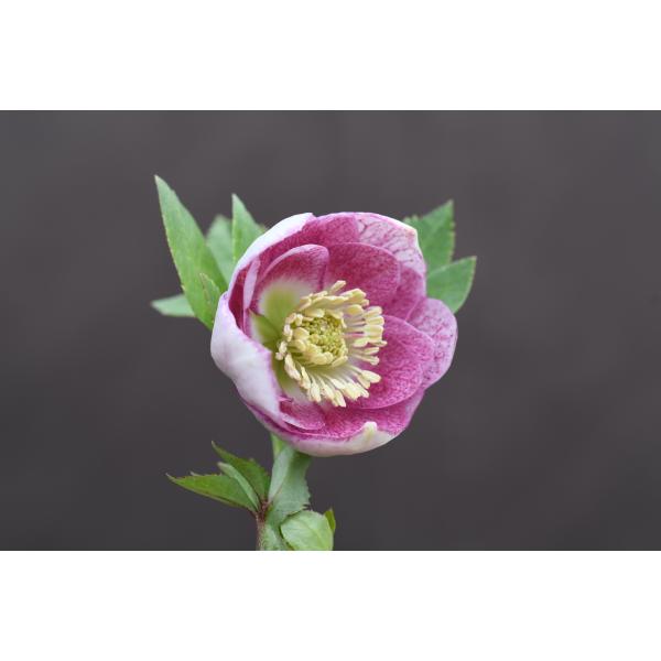 クリスマスローズ 開花実績株 DD小輪カシス クリスマスローズ 開花実績株 DD小輪カシス 5700 親株放出・sdレッド