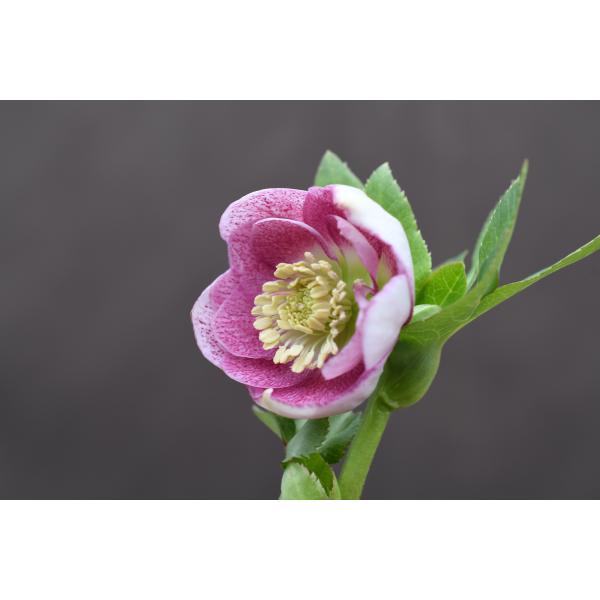 クリスマスローズ開花株 DDカップ咲きリバーシブルピンクミスト 059