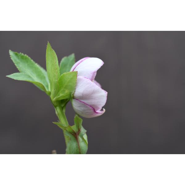 クリスマスローズ開花株 DDカップ咲きリバーシブルピンクミスト 059