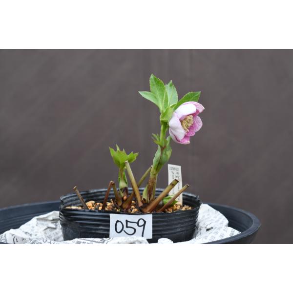 クリスマスローズ開花株 DDカップ咲きリバーシブルピンクミスト 059