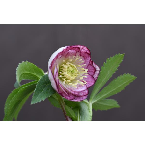 クリスマスローズ開花株 DDレッドリバーシブルベインピコティ 060 現品