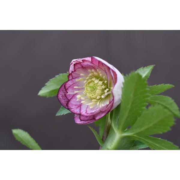 クリスマスローズ開花株 DDレッドリバーシブルベインピコティ 060 現品