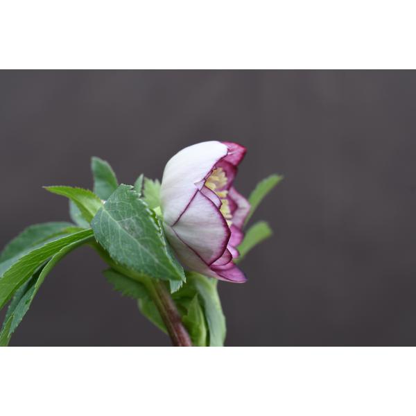 クリスマスローズ開花株 DDレッドリバーシブルベインピコティ 060 現品