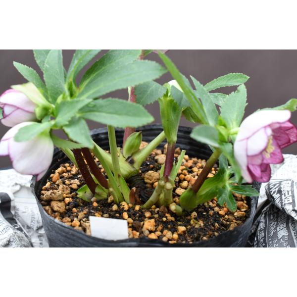 クリスマスローズ開花株 DDレッドリバーシブルベインピコティ 060 現品