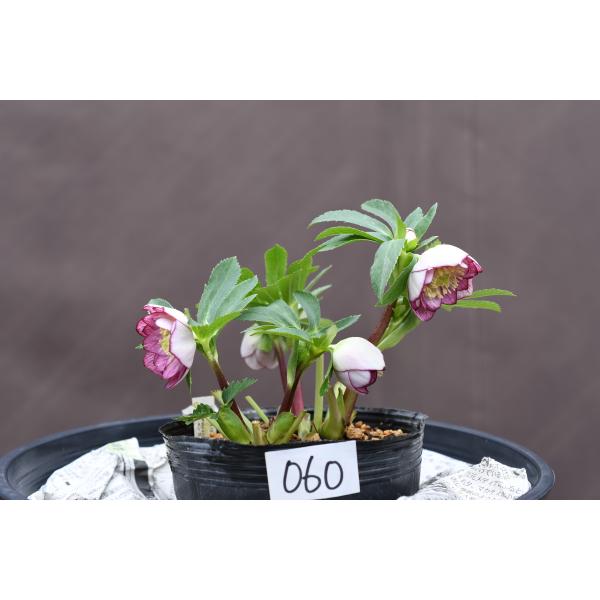 クリスマスローズ開花株 DDレッドリバーシブルベインピコティ 060 現品