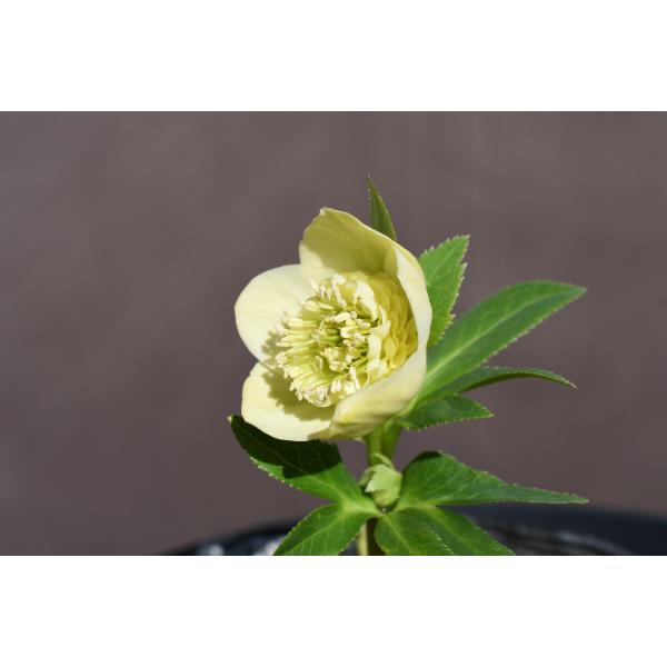 クリスマスローズ開花株 SDカップ咲きモーリー 070 現品限り : 金井