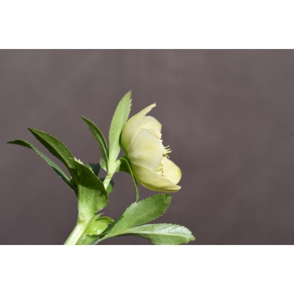 クリスマスローズ開花株 SDカップ咲きモーリー 070 現品限り : 金井