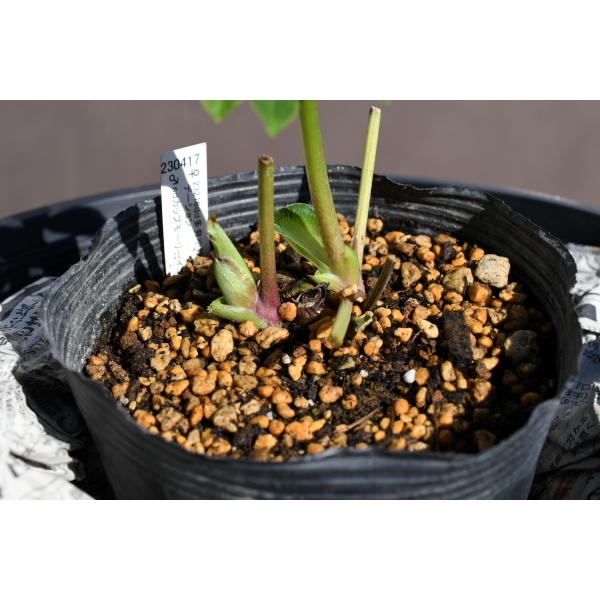 クリスマスローズ開花株 SDカップ咲きモーリー 070 現品限り : 金井