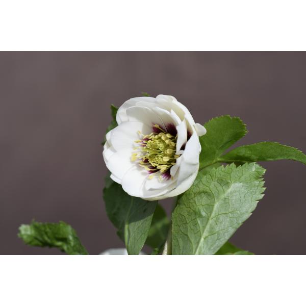 クリスマスローズ開花株 DDホワイトフラッシュ 079 現品限り : 金井