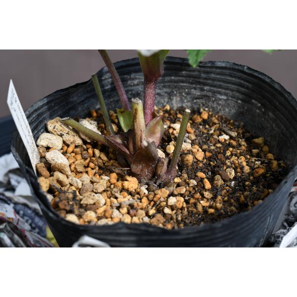 クリスマスローズ開花株 DDホワイトフラッシュ 079 現品限り : 金井