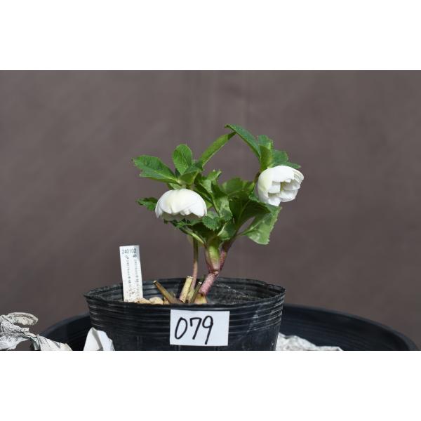 クリスマスローズ開花株 DDホワイトフラッシュ 079 現品限り : 金井