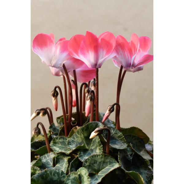 シクラメン インディアカ ピンク系 3号ポット 鉢花 : 金井園芸 - 通販