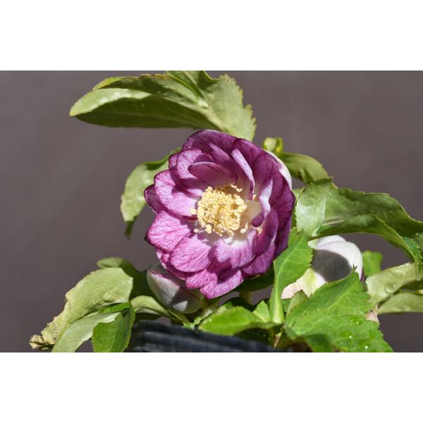 クリスマスローズ開花株 DD紅白の輝き 083 現品限り : 金井園芸 - 通販