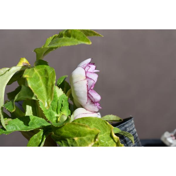 クリスマスローズ開花株 DD紅白の輝き 083 現品限り : 金井園芸 - 通販