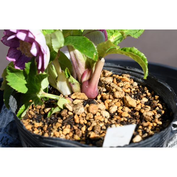 クリスマスローズ開花株 DD紅白の輝き 083 現品限り : 金井園芸 - 通販