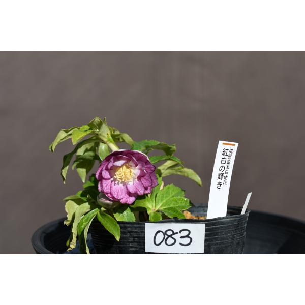 クリスマスローズ開花株 DD紅白の輝き 083 現品限り : 金井園芸 - 通販