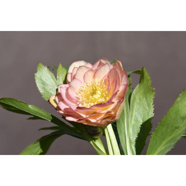 ddグロス系アプリコット　クリスマスローズ クリスマスローズ開花株 DDグロッシーカラー☆グロスアプリコット 084