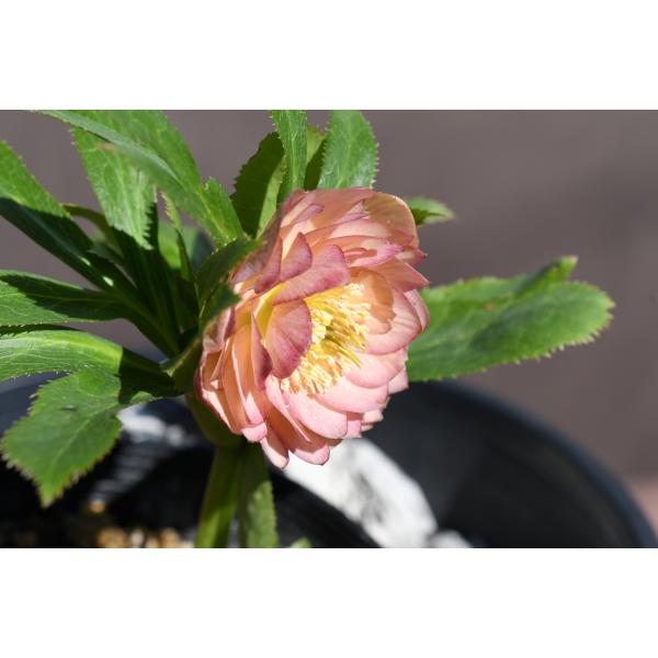 クリスマスローズ開花株 DDグロッシーカラー☆グロスアプリコット 084