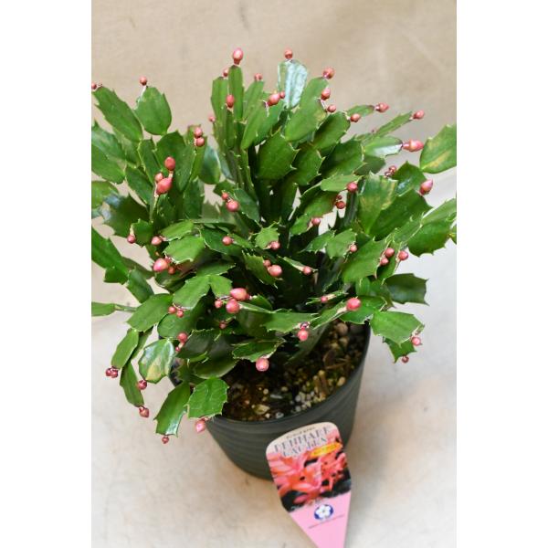 デンマークカクタス トーアアリス 5号鉢 : 金井園芸 - 通販 - Yahoo