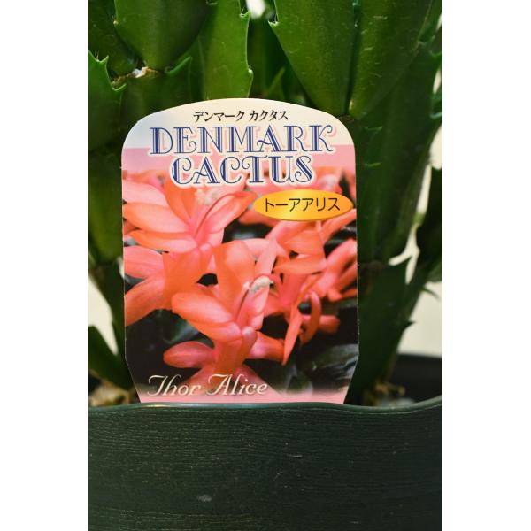 デンマークカクタス トーアアリス 5号鉢 : 金井園芸 - 通販 - Yahoo