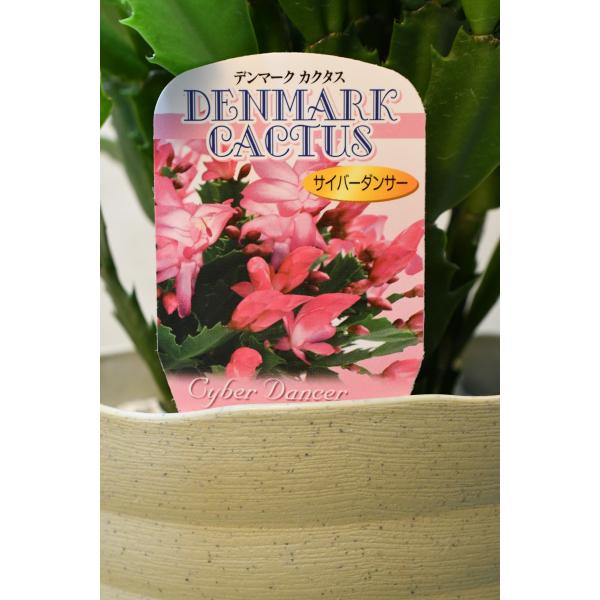 デンマークカクタス サイバーダンサー 5号鉢 : 金井園芸 - 通販