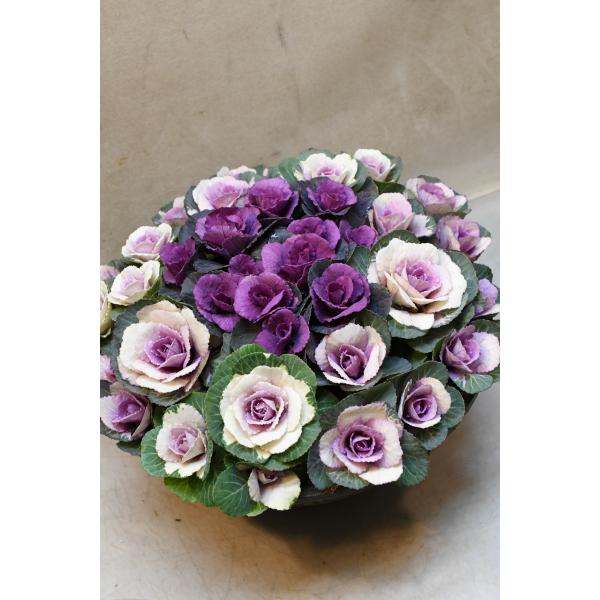 けいちゃん　ミニ葉牡丹の寄せ植え 10号鉢 ミニハボタン 寄せ植え 10号鉢 A : 金井園芸 - 通販 - Yahoo!ショッピング