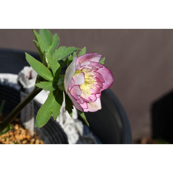 クリスマスローズ開花株 DDグロッシーカラー☆グロスリバーシブル