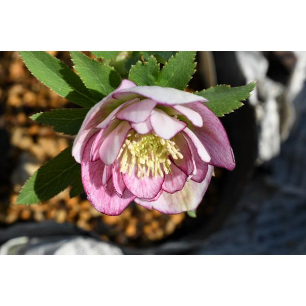 クリスマスローズ開花株 DDグロッシーカラー☆グロスリバーシブル