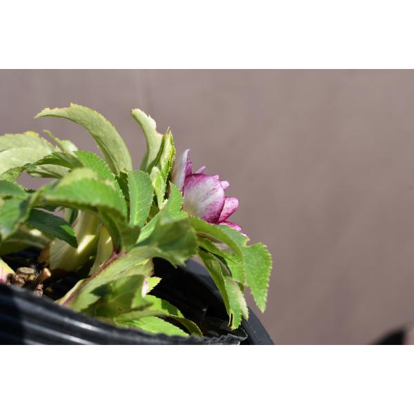 クリスマスローズ開花株 DDリバーシブルレッドゴールド底白系 091 現品