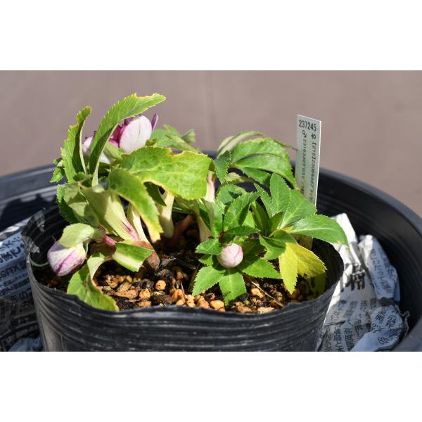 クリスマスローズ開花株 DDさくらピンク 039 現品限り