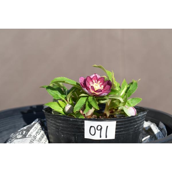 クリスマスローズ開花株 SDカップ咲きライムホワイト 107 現品限り