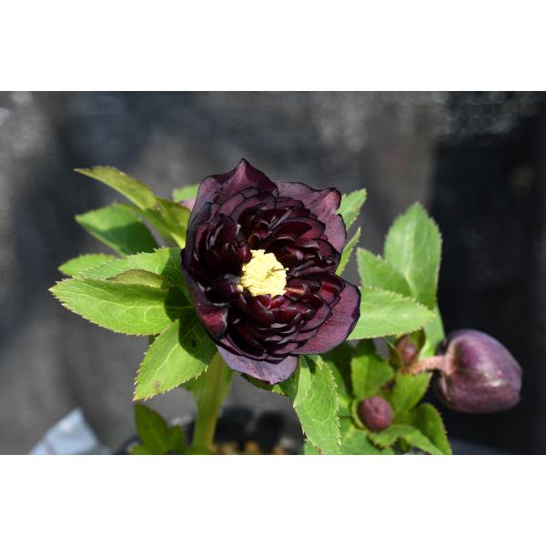 クリスマスローズ開花株 DDダークローズ（認定ラベル有ります） 100