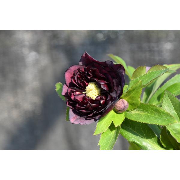 さくさく クリスマスローズ 小苗 DDシャノワール×DDシャノワール 新春セール」クリスマスローズ 小苗 DDシャノワール×DDシャノワール