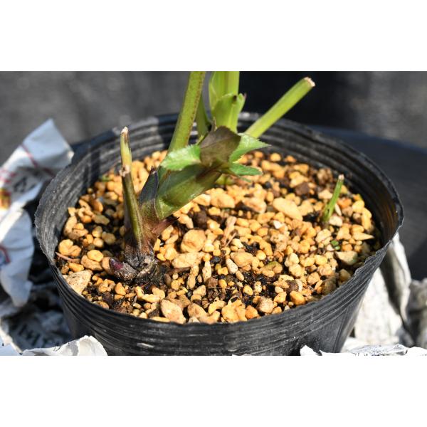 クリスマスローズ開花株 DDダークローズ（認定ラベル有ります） 100