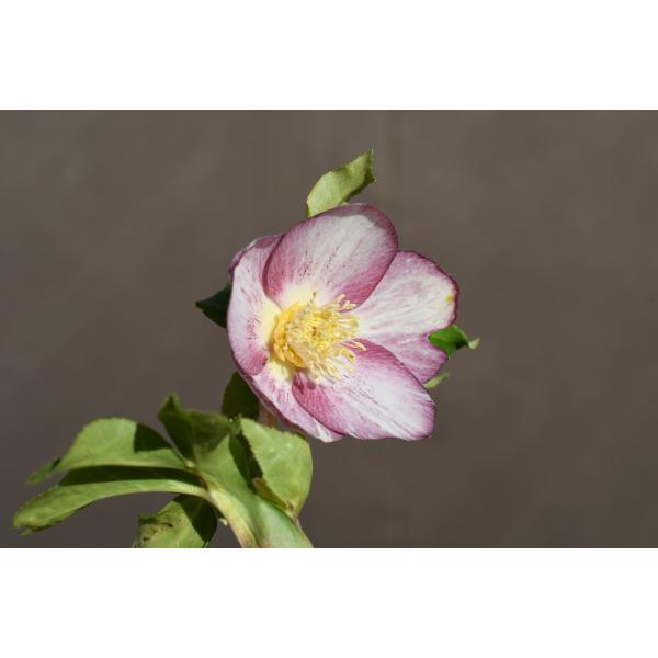 クリスマスローズ開花株 SS両面絞り咲きゴールド 110 現品限り : 金井