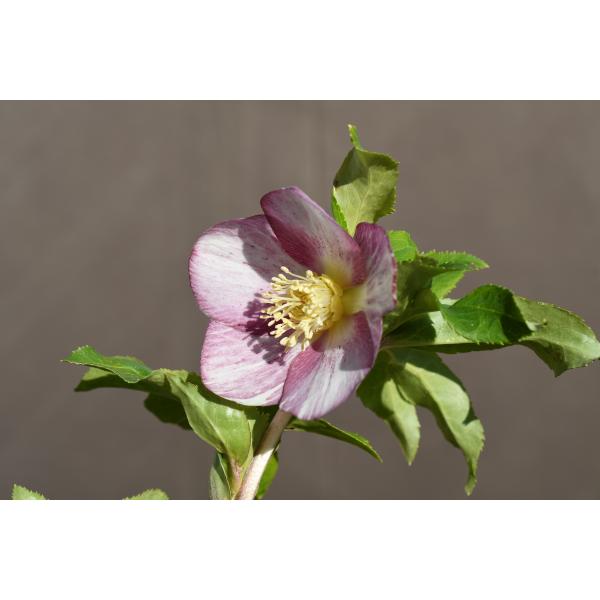 クリスマスローズ開花株 SS両面絞り咲きゴールド 110 現品限り : 金井