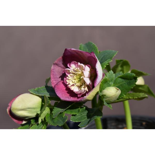 クリスマスローズ開花株 SDリバーシブルレッド 114 現品限り : 金井