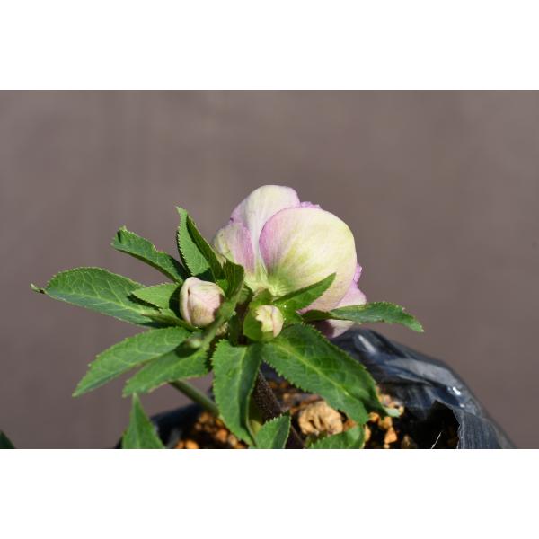 クリスマスローズ開花株 DDバイカラーピンクピコティ 118 現品限り