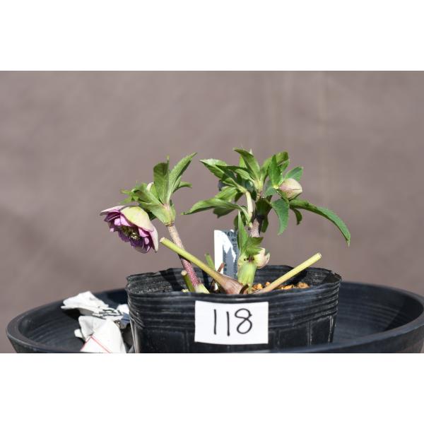 クリスマスローズ開花株 DDバイカラーピンクピコティ 118 現品限り